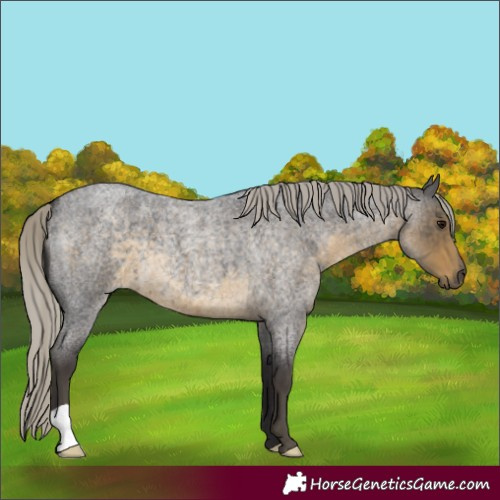 Horse Color:Silver Smoky Blue Roan 