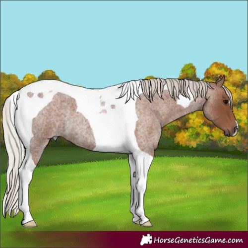 Horse Color:Silver Blue Roan Tobiano 