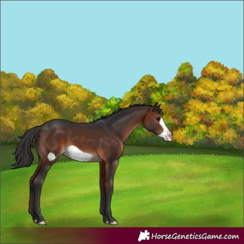 Horse Color:Brown Frame 