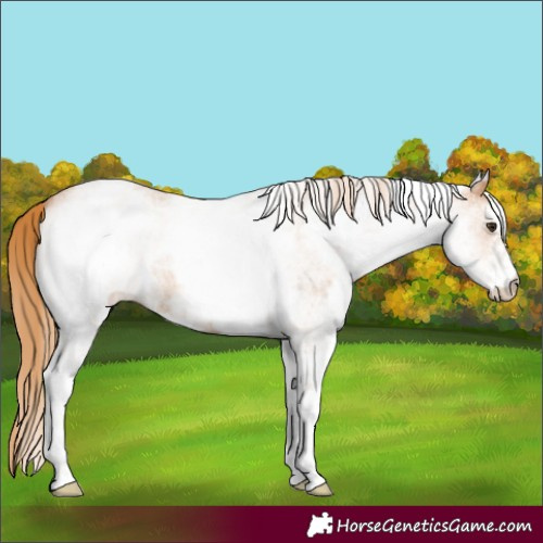 Horse Color:White Spotted Red Roan 