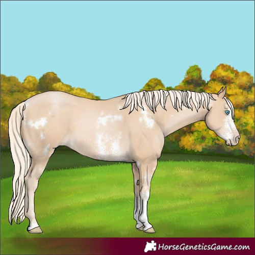 Horse Color:White Spotted Palomino Pearl Sabino 