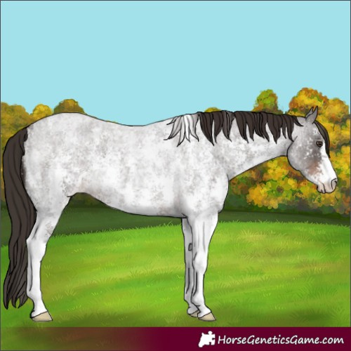 Horse Color:Liver Red Roan Sabino 