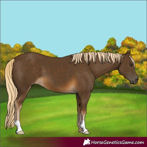 Horse Color:Chocolate Palomino 