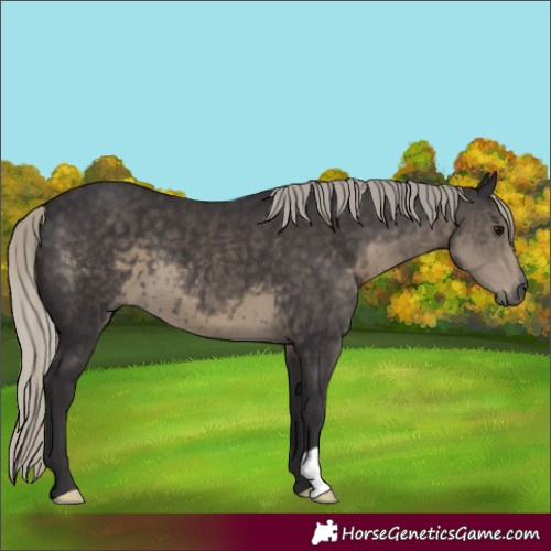 Horse Color:Silver Smoky Black 