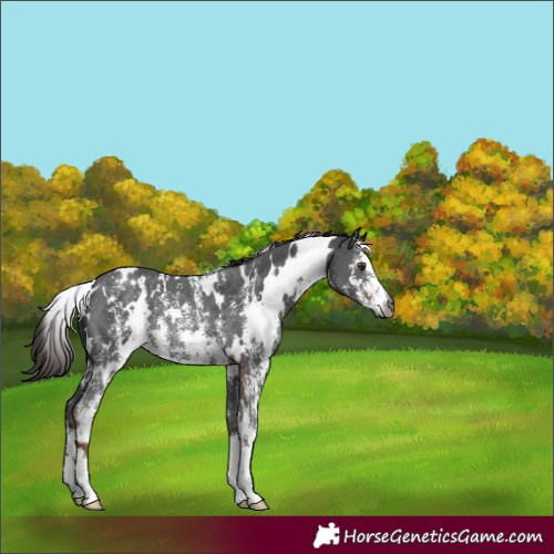 Horse Color:Gray White Spotted Liver Chestnut Sabino Rabicano 