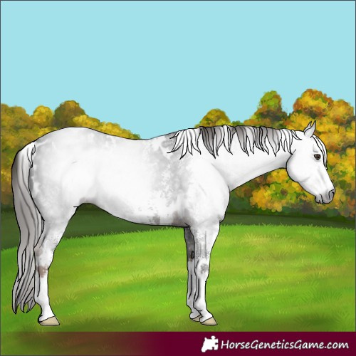 Horse Color:Gray White Spotted Liver Chestnut Sabino Rabicano 