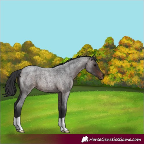Horse Color:Brown Roan 