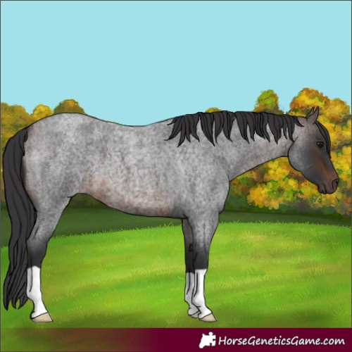 Horse Color:Brown Roan 