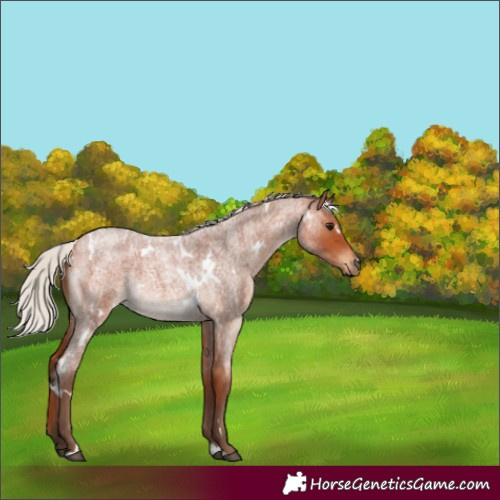 Horse Color:White Spotted Silver Bay Roan 