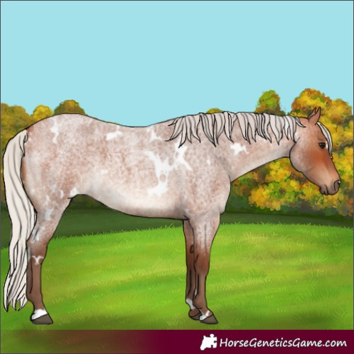 Horse Color:White Spotted Silver Bay Roan 