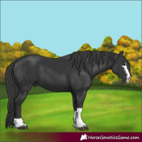 Horse Color:Black 
