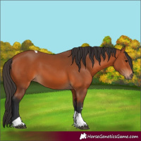 Horse Color:Bay Tobiano 