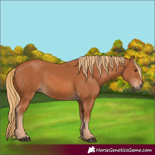 Horse Color:Chestnut 