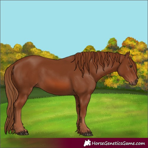 Horse Color:Chestnut 