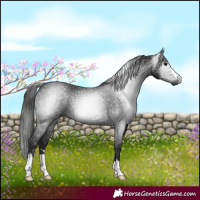 Horse Color:Gray Black 