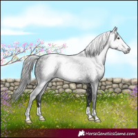 Horse Color:Gray Black