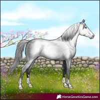 Horse Color:Gray Black