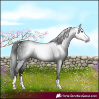 Horse Color:Gray Black 