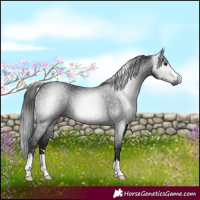 Horse Color:Gray Black 