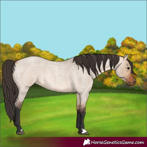Horse Color:Bay Roan Dun 