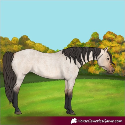 Horse Color:Bay Roan Dun 