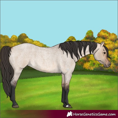 Horse Color:Bay Roan Dun 