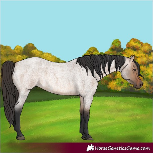 Horse Color:Brown Roan Dun 