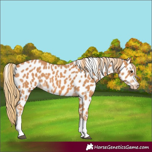 Horse Color:Chestnut Leopard 