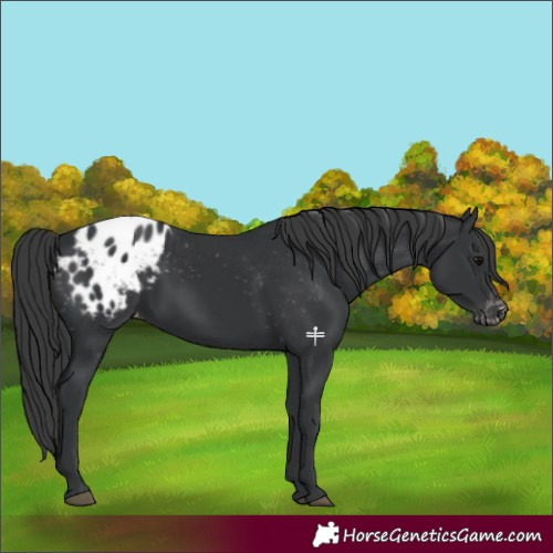 Horse Color:Black Blanket 