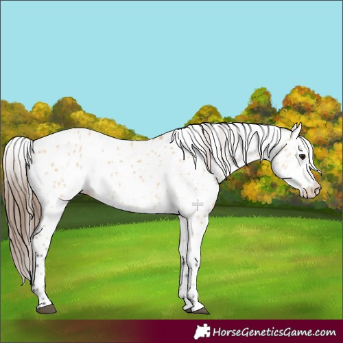 Horse Color:Bay Dun Appaloosa 