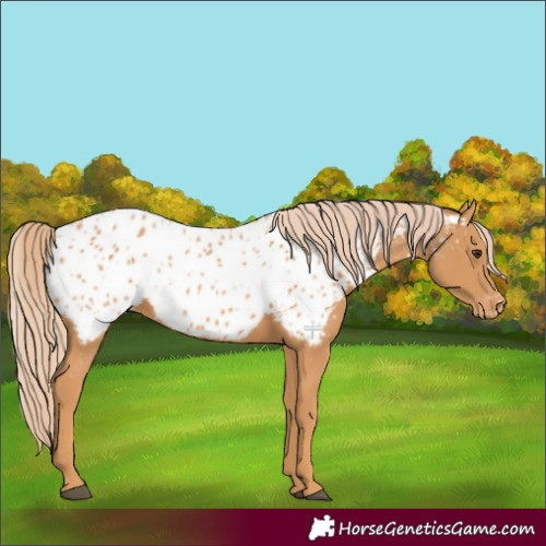 Horse Color:Chestnut Near Leopard 