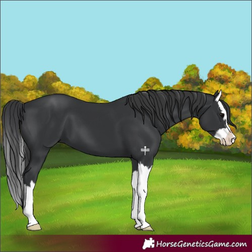 Horse Color:Black Splash 