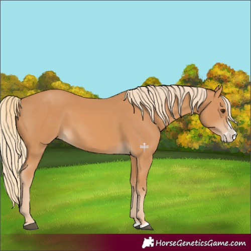 Horse Color:Chestnut Splash 