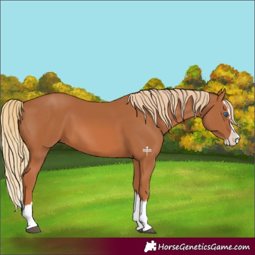 Horse Color:Chestnut Splash 