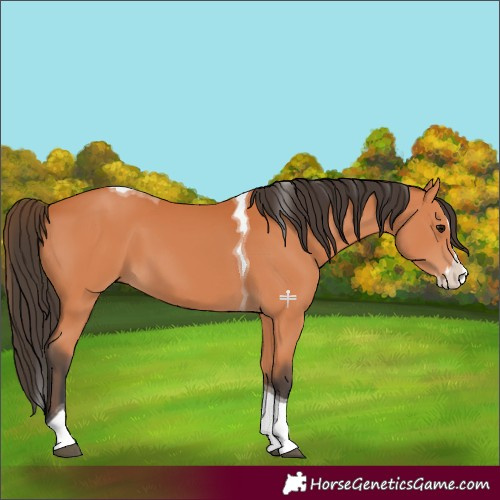 Horse Color:Bay Splash Tobiano 