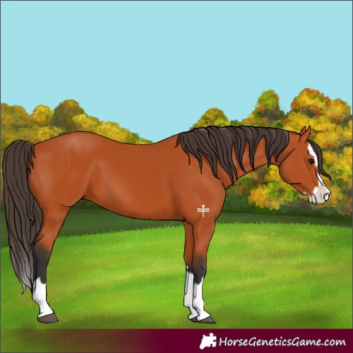 Horse Color:Bay Splash 