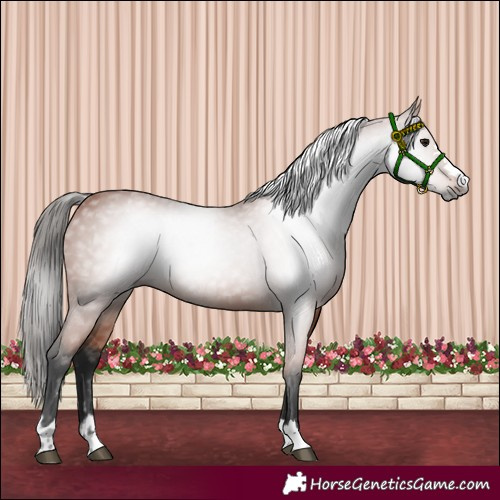 Horse Color:Gray Bay 