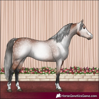 Horse Color:Gray Bay 