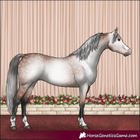 Horse Color:Gray Bay 