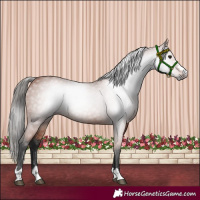 Horse Color:Gray Bay 