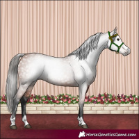 Horse Color:Gray Bay 