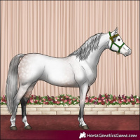 Horse Color:Gray Bay 