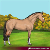 Horse Color:Bay Dun