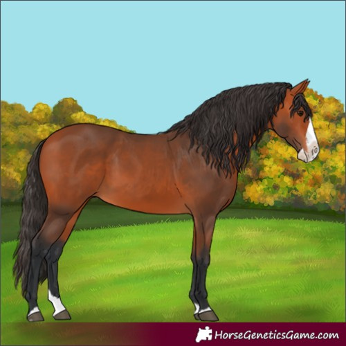 Horse Color:Bay Splash 