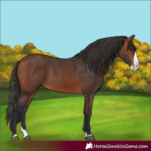 Horse Color:Bay Splash 