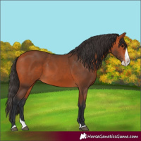 Horse Color:Bay Splash 