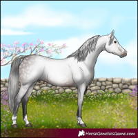 Horse Color:Gray Bay 