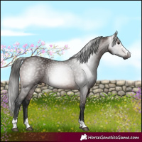 Horse Color:Gray Bay 