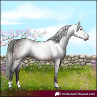 Horse Color:Gray Bay