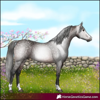 Horse Color:Gray Bay 